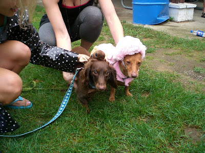 Here is a 3 month old American Cream piebald mini dachshund that I met.