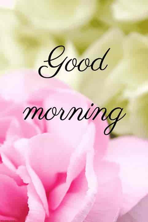 morning images of pink rose
