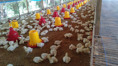 Kades Marga Mulia Gandeng Investor Suplay Ayam Potong Dari Luar