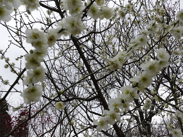 とっとり花回廊　ウメ（梅）