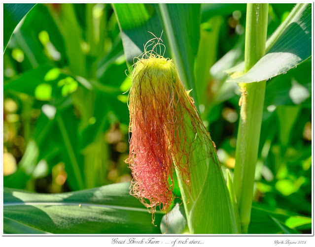 Great Brook Farm: ... of rock stars...