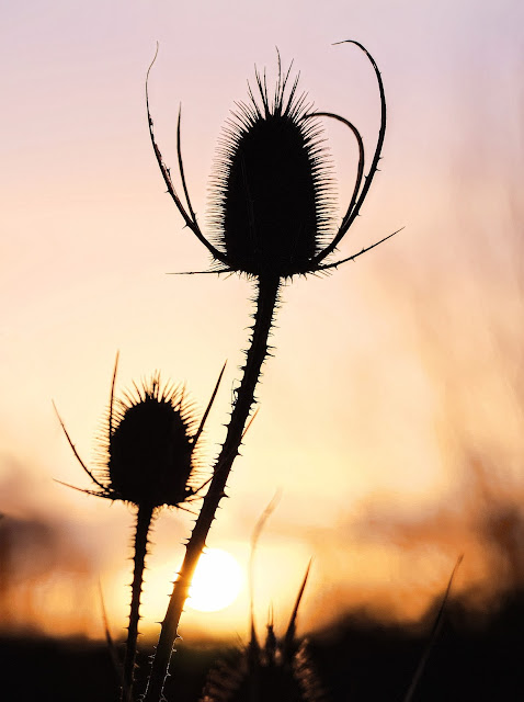 Two teasel seed heads silhouetted against the rising sun