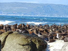 passeio para ver focas em Hout Bay