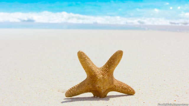 Starfish on Beach