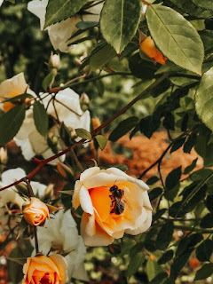 пчелите могат да осигурят до 14 процента от глобалните служби за опрашване