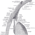 Conjunctiva