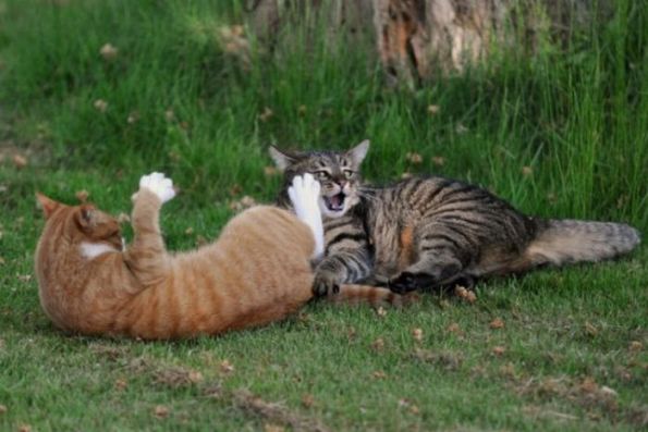 tarung kucing berkelahi