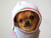 Fotos de perros chihuahua puesto con una capucha parason imágenes .