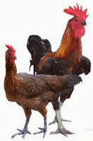 Foto Ayam Pelung