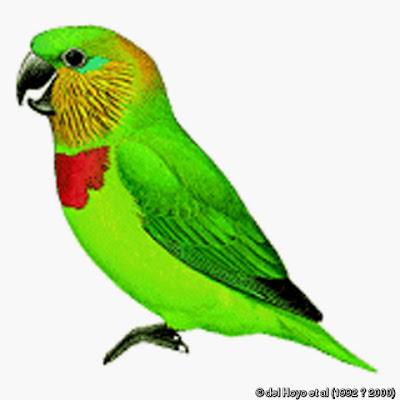 Salvadori´s fig parrot