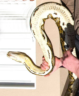 A Gaint Python Caught In San Luis Obispo Seen On www.coolpicturegallery.net