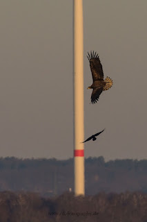 Wildlifefotografie Seeadler Dümmer See Ochsenmoor