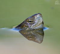 Mauremys leprosa.