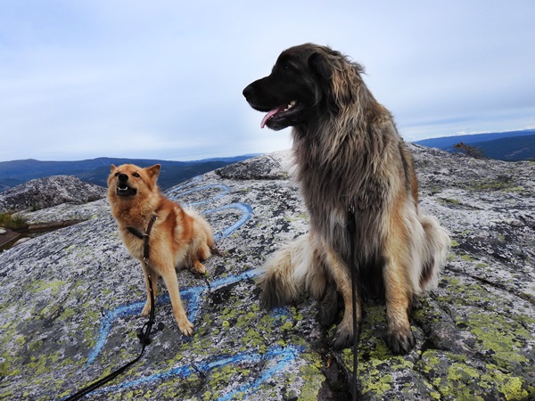 andersnatten eggedal sigdal leonberger finsk spets