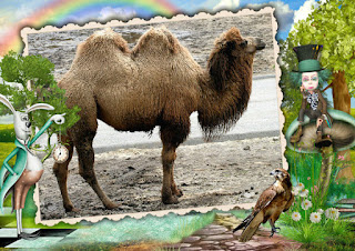 Bactrian Camel 