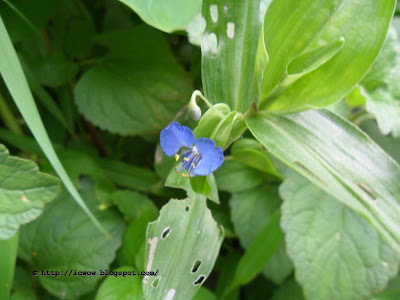 Scurvy weed, Commelina cyanea