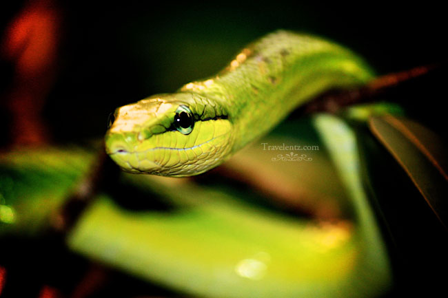 Zoo Photography Rough Green Snakes Travelentz