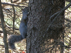 gray squirrel