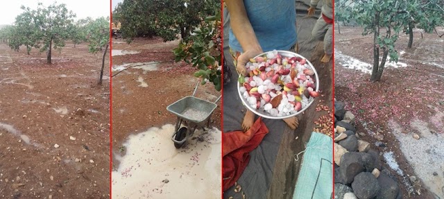 Karaköprü’de fıstık bahçelerini dolu ve sel vurdu