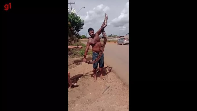 Homem captura com as mãos jiboia de quase 3 metros em Porto Velho