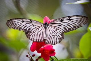 kupu-kupu yang indah atau cantik