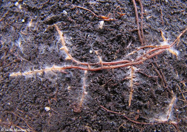 Jamur mikoriza arbuskula