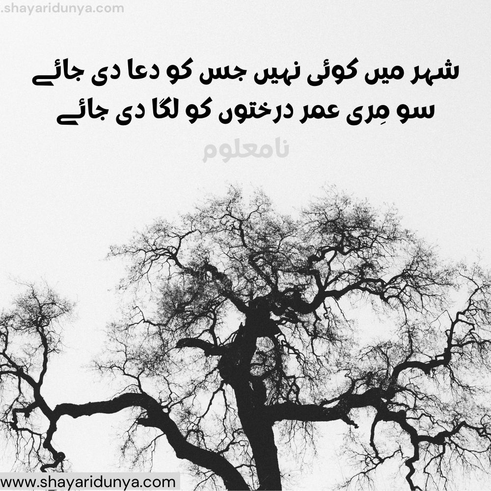 Top darakht Shayari |darakht Poetry | shayari on trees in urdu | shayari on trees in urdu | Tree Shayari Urdu