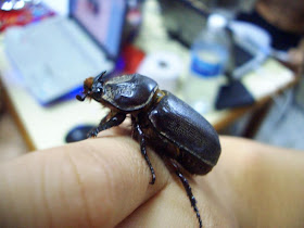 beetle, peaceful, harmless,animals