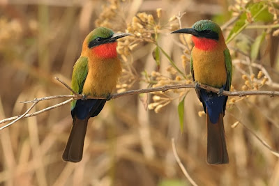 Abejaruco gorgirrojo Merops bulocki