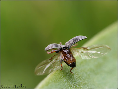 Smecernieks (Ellescus bipunctatus)