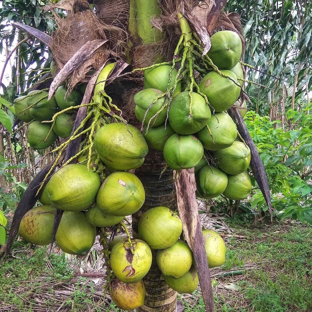 bibit kelapa entog entok hijau besar super genjah tanaman trend Pariaman