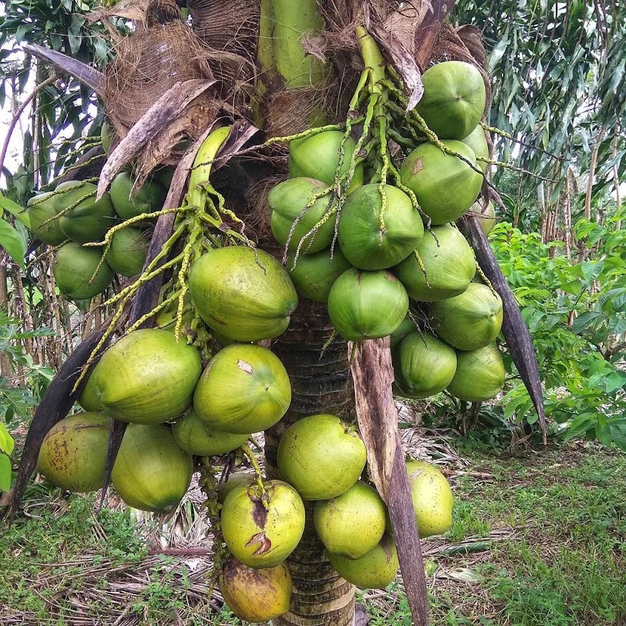 bibit kelapa entog cepat berbuah siap kirim antar kota Sumatra Selatan