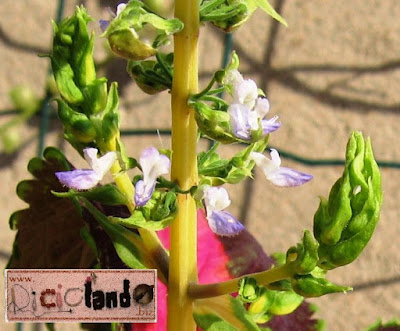 fiore Coleus Riciclando