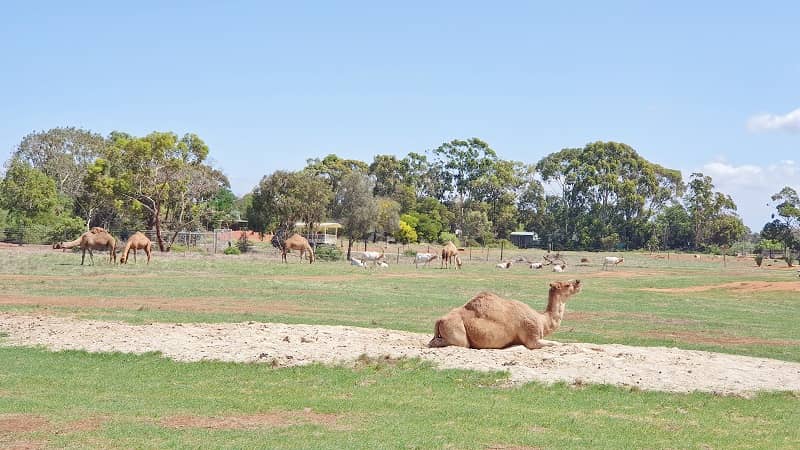 Werribee Open Range Zoo – Safari Experience