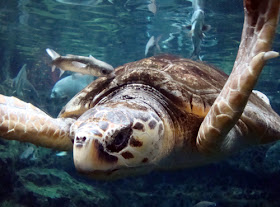 Loggerhead Sea Turtle at Georgia Aquarium