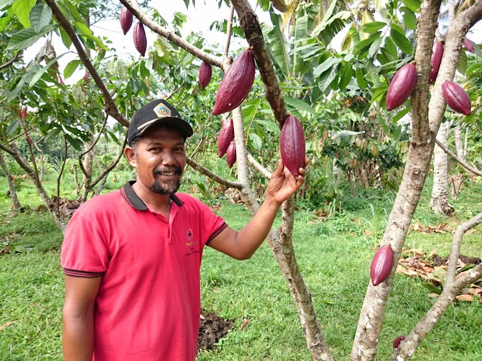 Melirik Petani Kakao Menggunakan Pupuk Kompos di Padang Pariaman