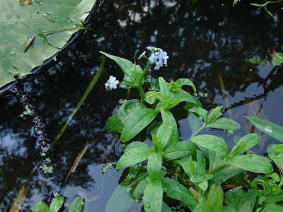 Myosotis scorpioides