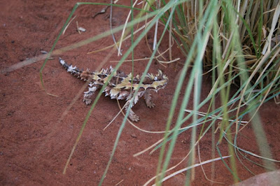 Thorny Devil