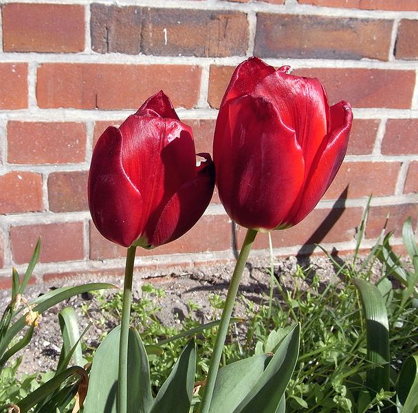 JuWyyta FloweR: Bunga Tulip