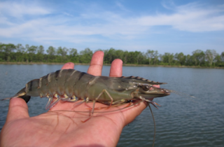 budidaya udang windu