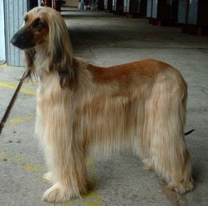 Dog Facts Paradise: Afghan Hound Dog Breed Info