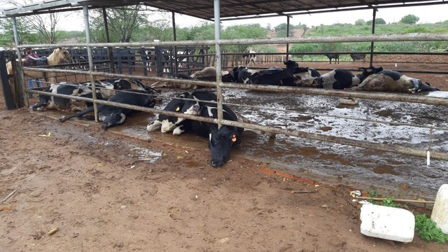 14 vacas são encontradas mortas em fazenda no município de Poço Redondo-SE