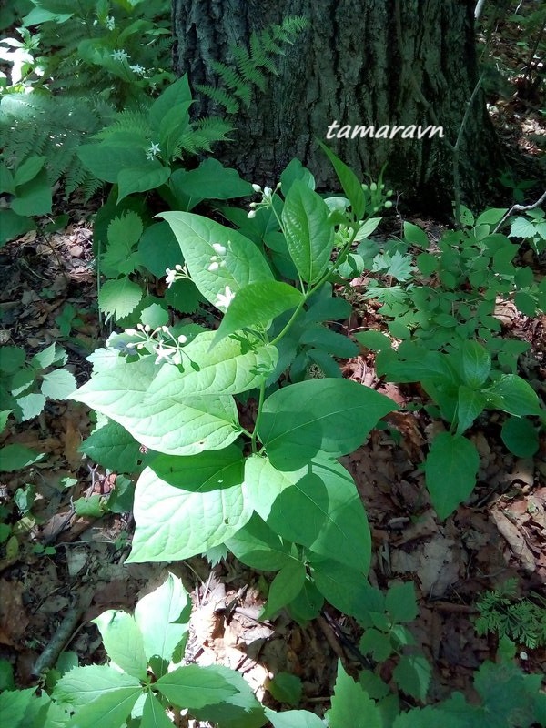 Ластовень заострённый / Ластовень заострённолистный (Vincetoxicum acuminatum, =Vincetoxicum ascyrifolium)