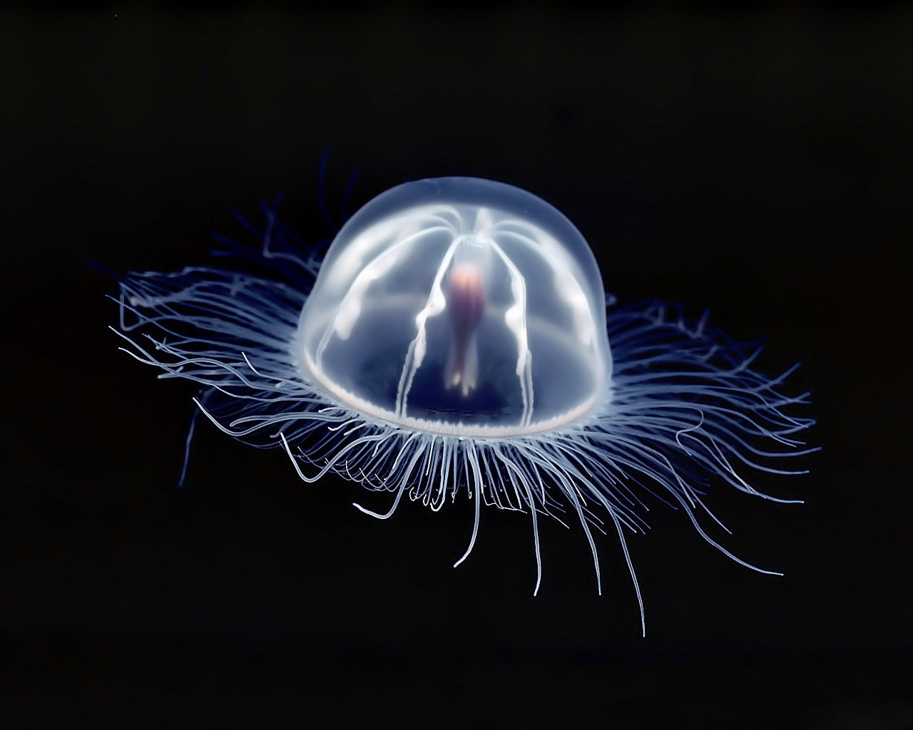 Jellyfish Wallpapers Fun Animals Wiki Videos Pictures HD Wallpapers Download Free Images Wallpaper [wallpaper981.blogspot.com]