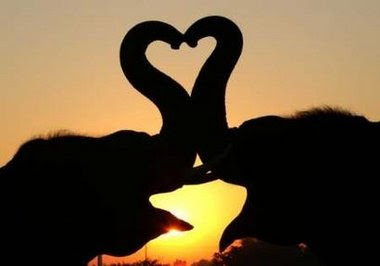 Elephant-Heart