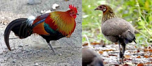  HEWAN  KESAYANGAN The Red Jungle Fowl