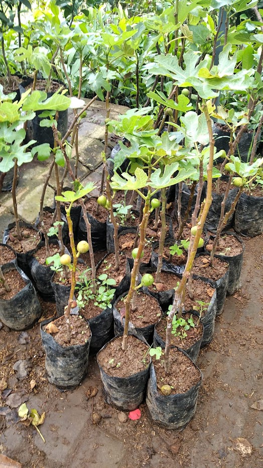 bibit buah tin merah jumbo cepat mudah berbuah fresh cangkok kontraktor tanaman Sumatra Barat