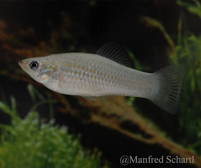 Amazon Molly, Poecilia formosa (Girard, 1859)