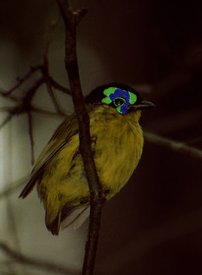 Schlegel's Asity (Philepitta schlegeli