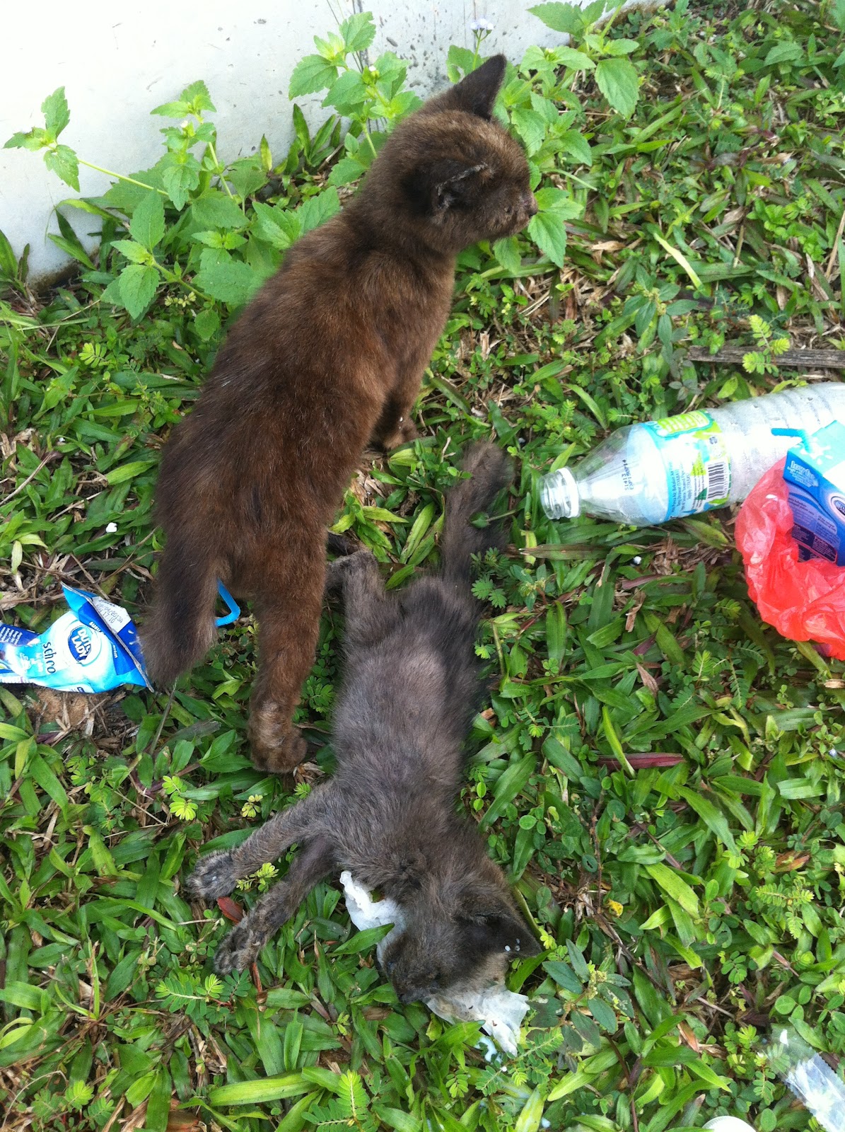 Anak Kucing Terbiar Mati (Bahizal Abu Bakar)  SCRATCH  PetFinder 